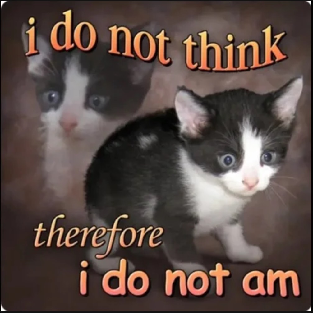Funny Cat Meme